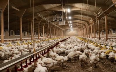 Poultry Shed Ventilation During the Winter Season